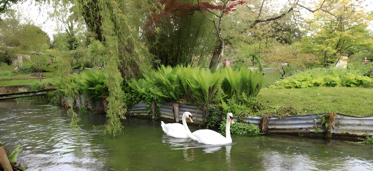 OCUK43781: Serene Swans in Tranquil Pond