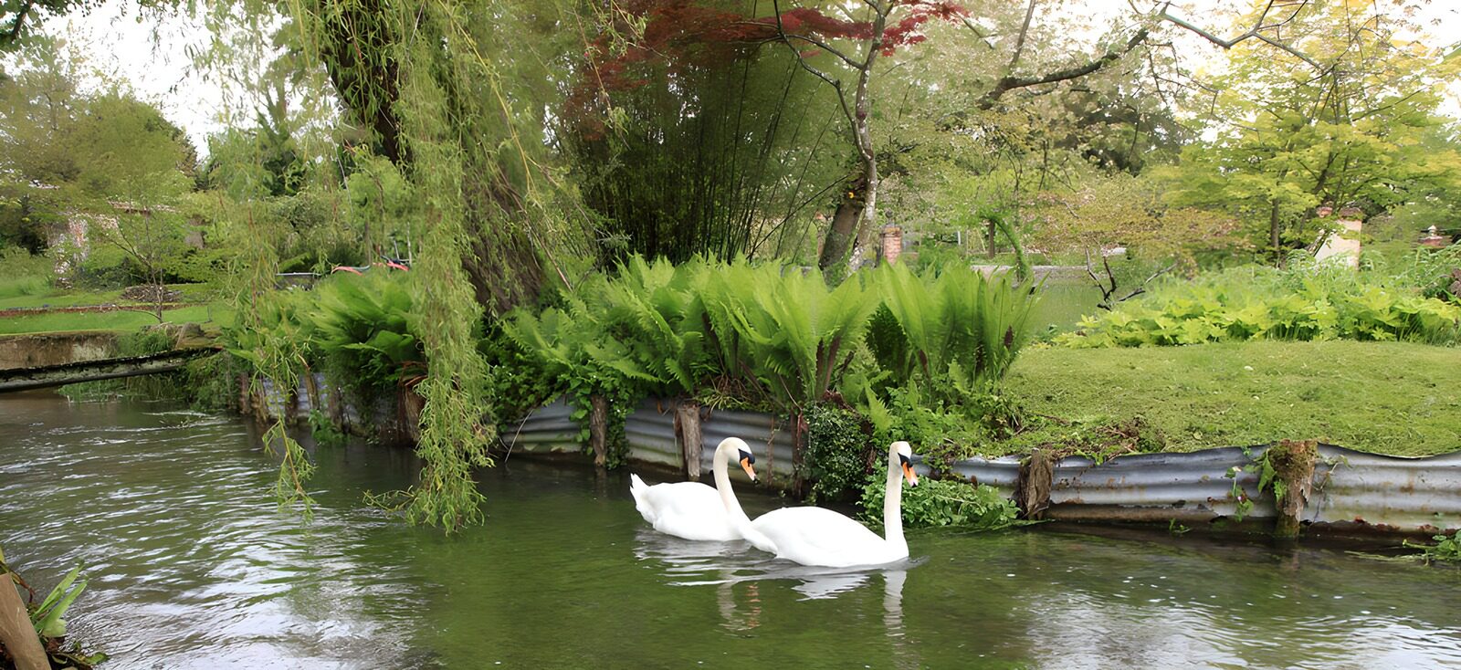 OCUK43781: Serene Swans in Tranquil Pond