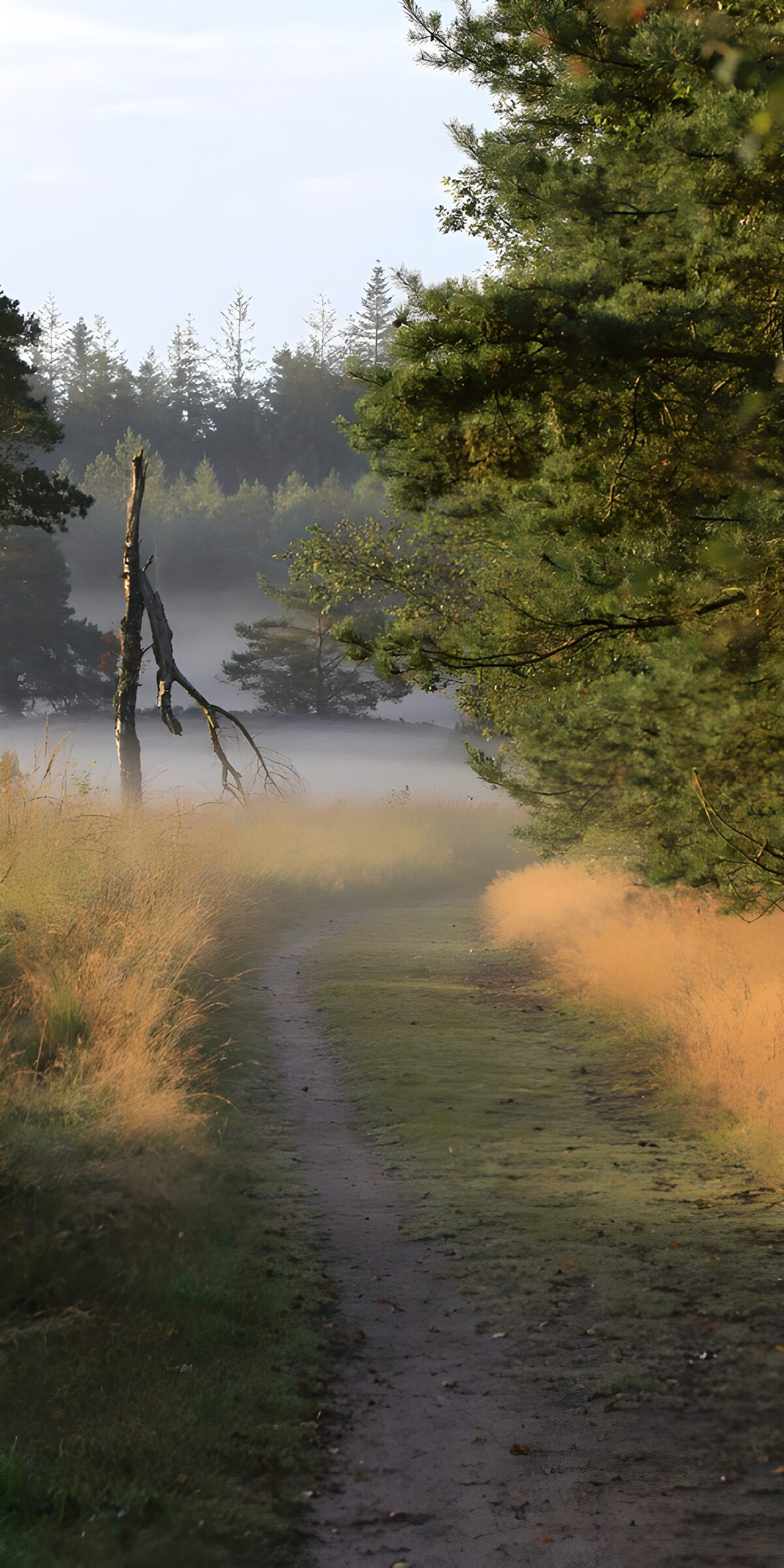 OCUK65455: Serene Forest Path in Morning Mist