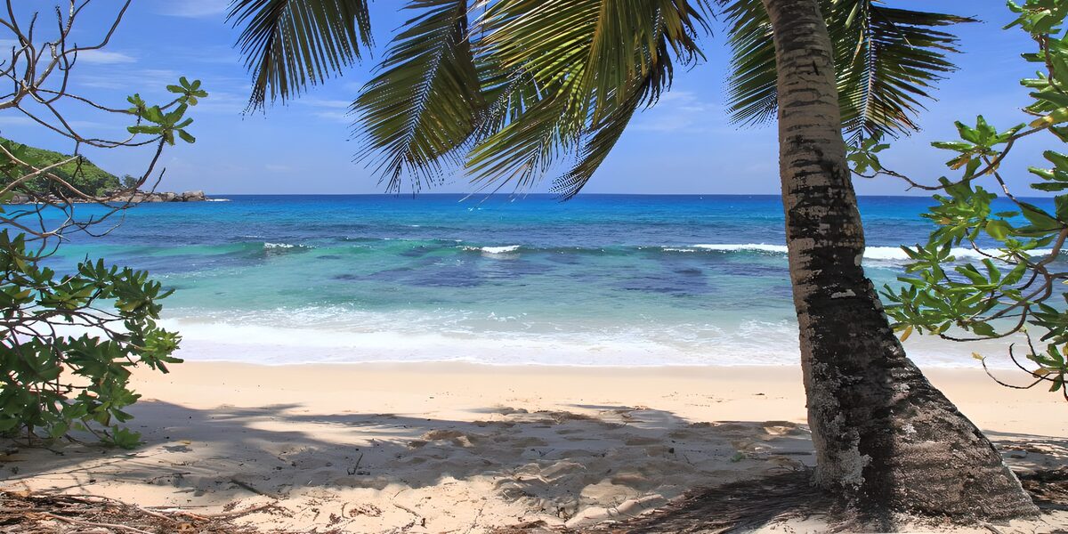 OCUK21976: Caribbean beach with blue ocean, white beach and palmtree