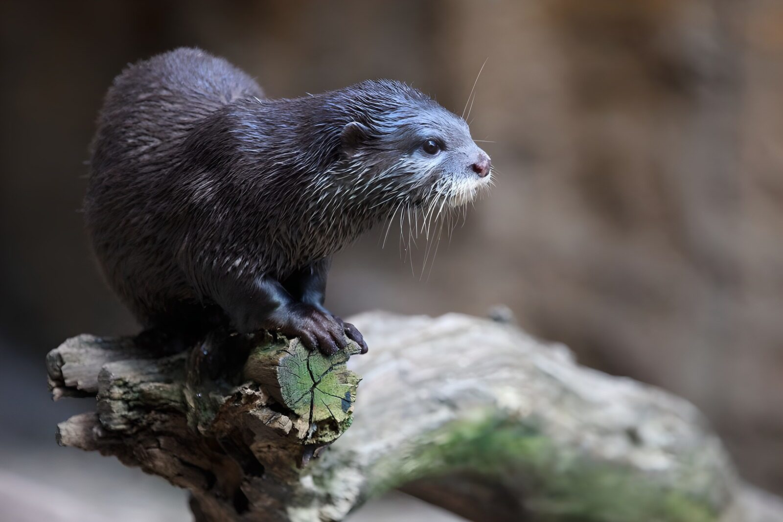 OCUK20368: Playful Otter on a Log