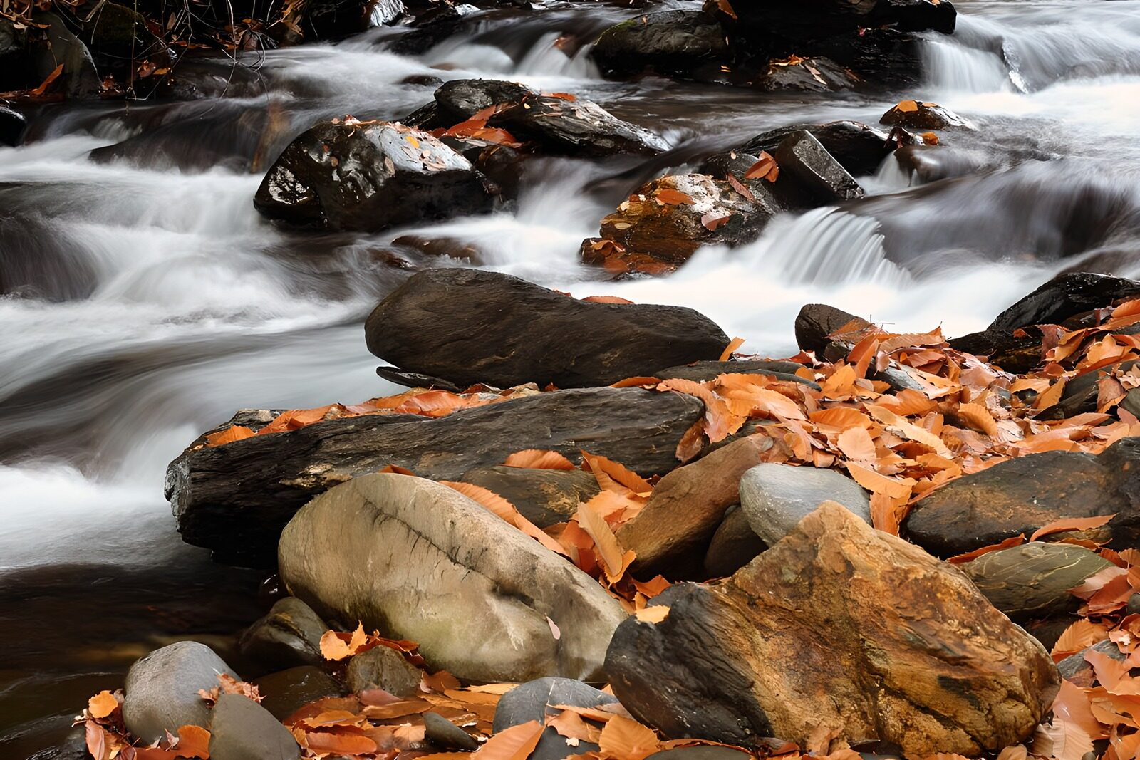 OCUK80374: Serene River Flow Among Autumn Leaves