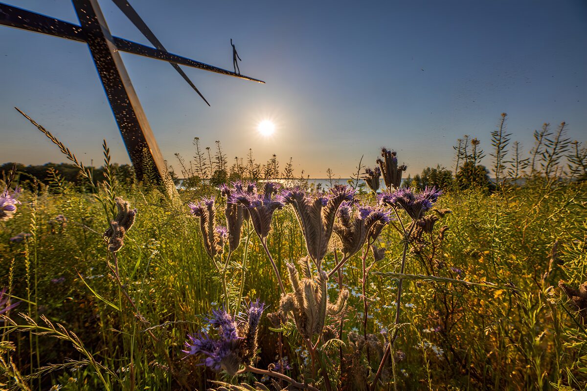 OCUK75962: Sunlit Wildflowers Under a Daring Structure