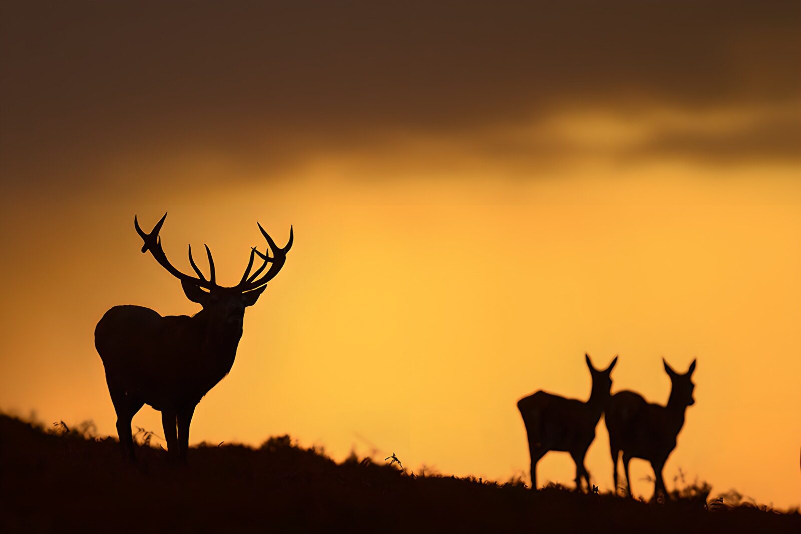 OCUK79004: Majestic Stag Silhouetted at Sunset