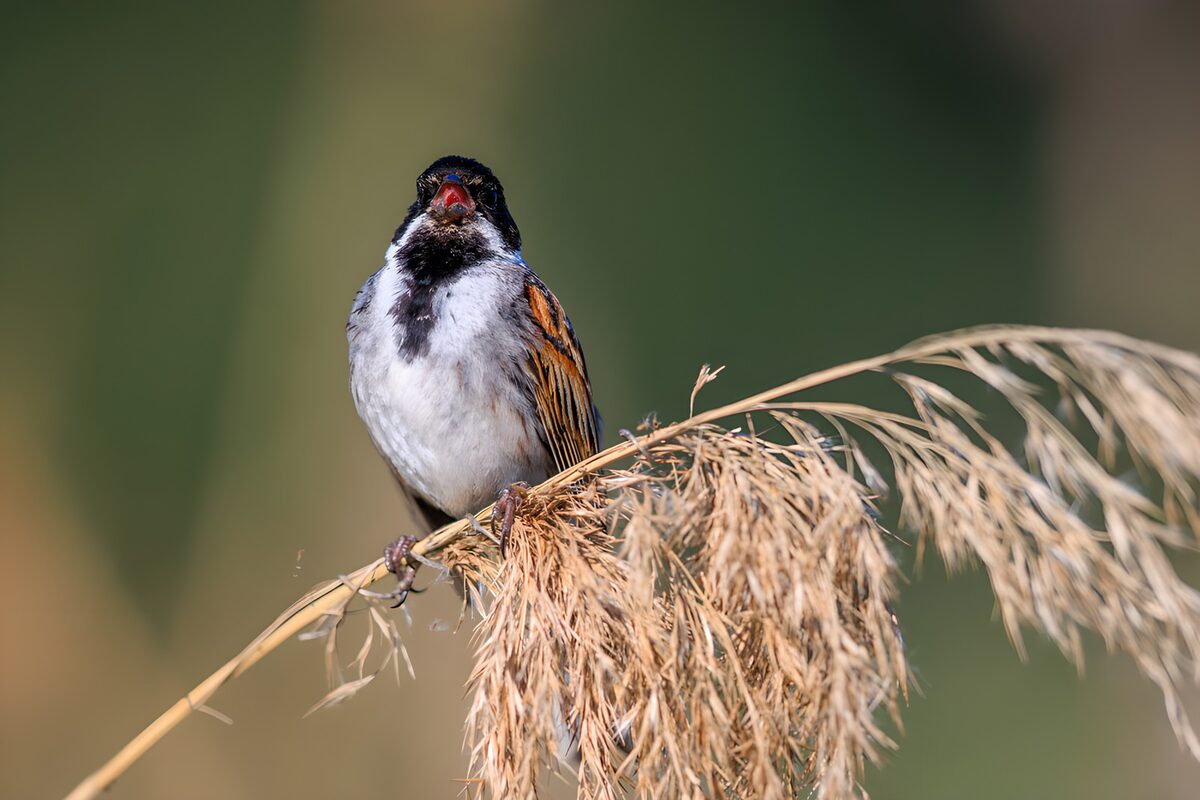 OCUK19226: Singing Reed Bird on a Dried Stem
