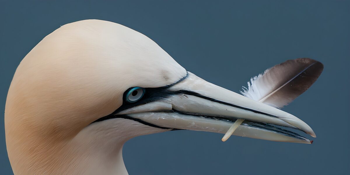 OCUK88670: Elegant Gannet with Feather
