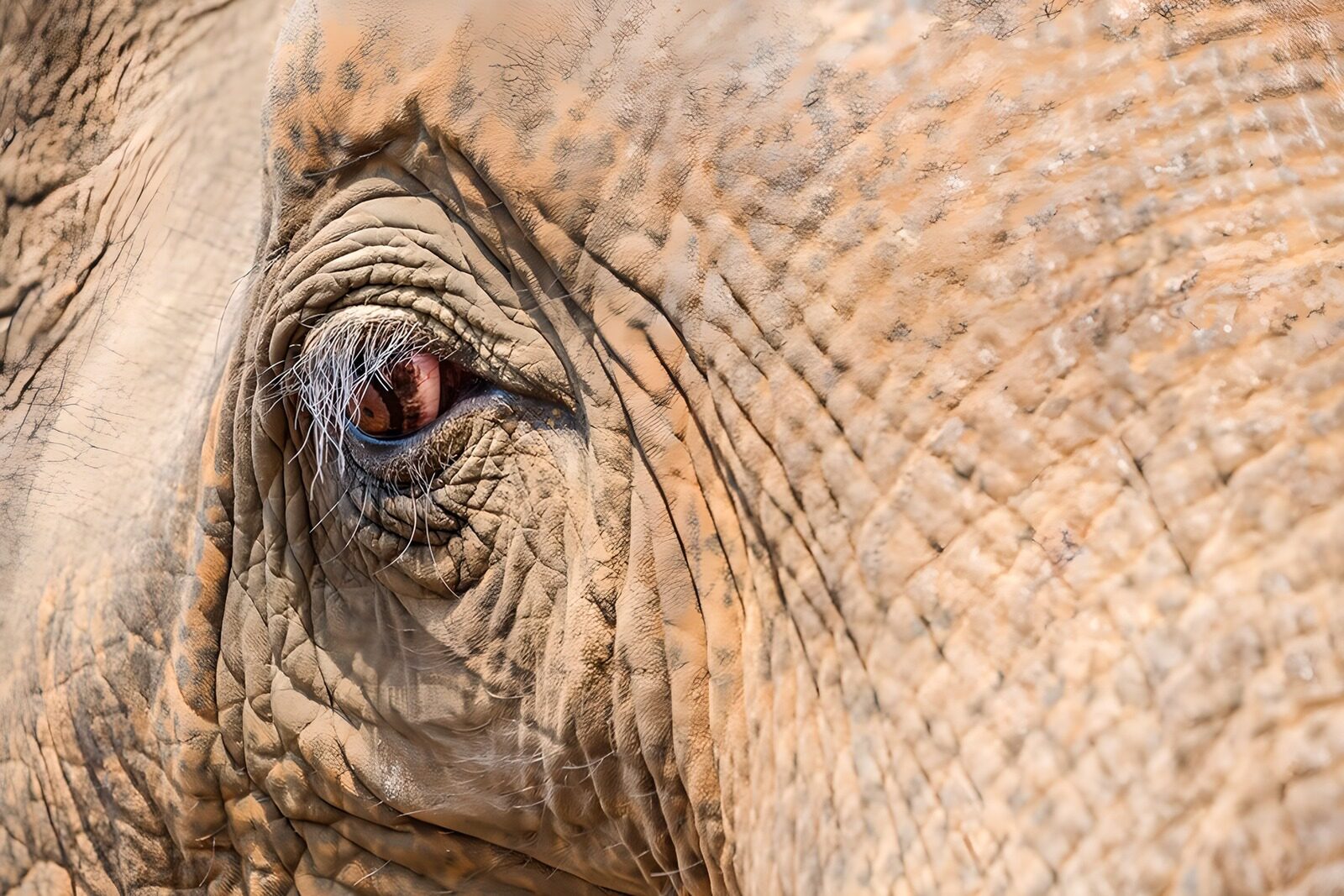 OCUK58541: The Eye of the Elephant