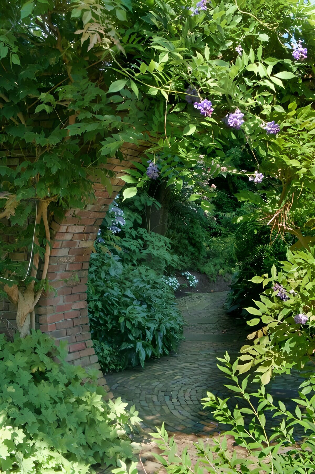 OCUK57085: Half round passage overgrown with Wisteria Sinensis