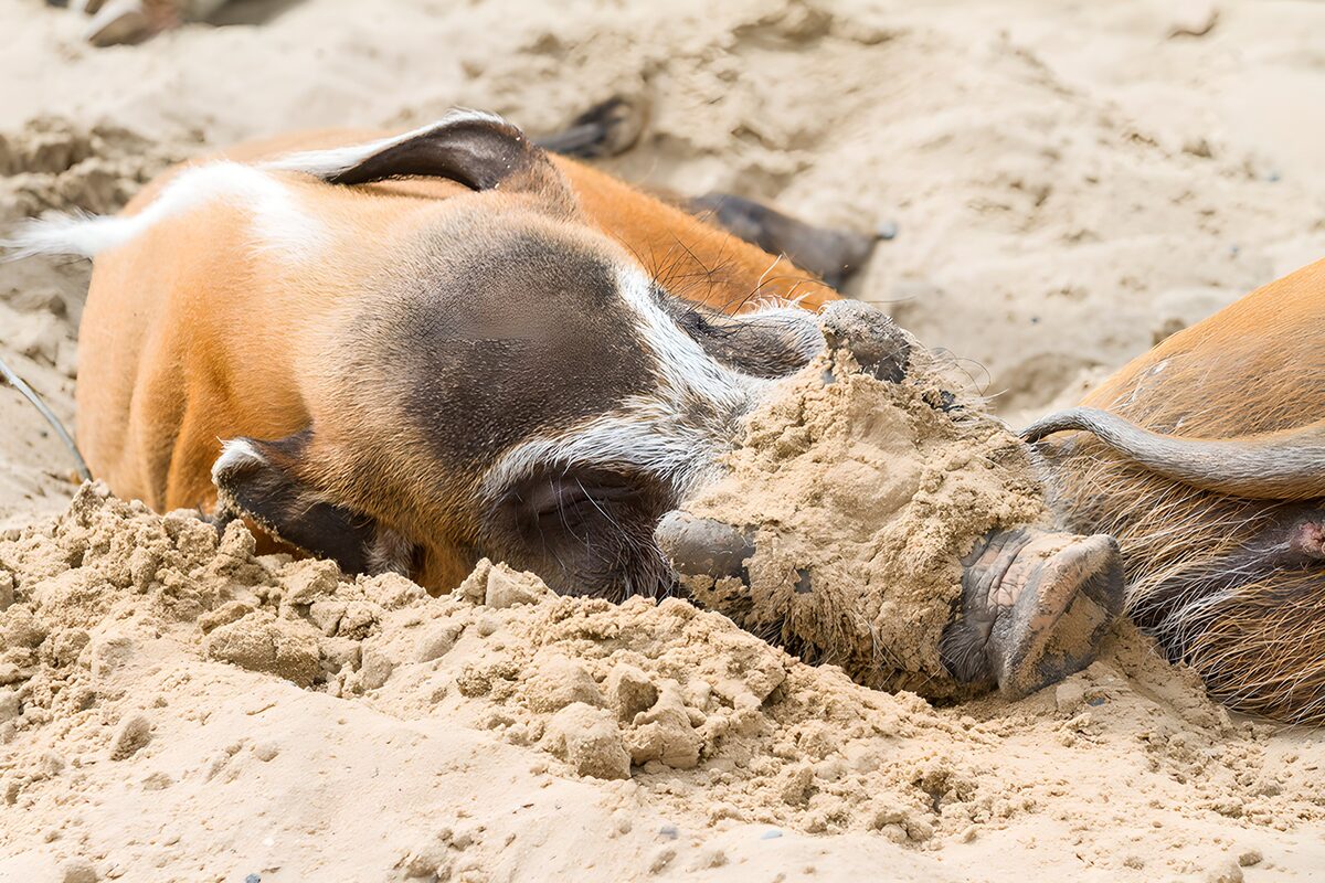 OCUK32967: Pigs Enjoying a Dusty Spa Day