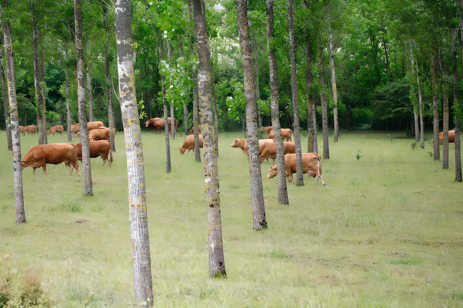 OCUK69375: Wild cows in the woods between the trees version 2
