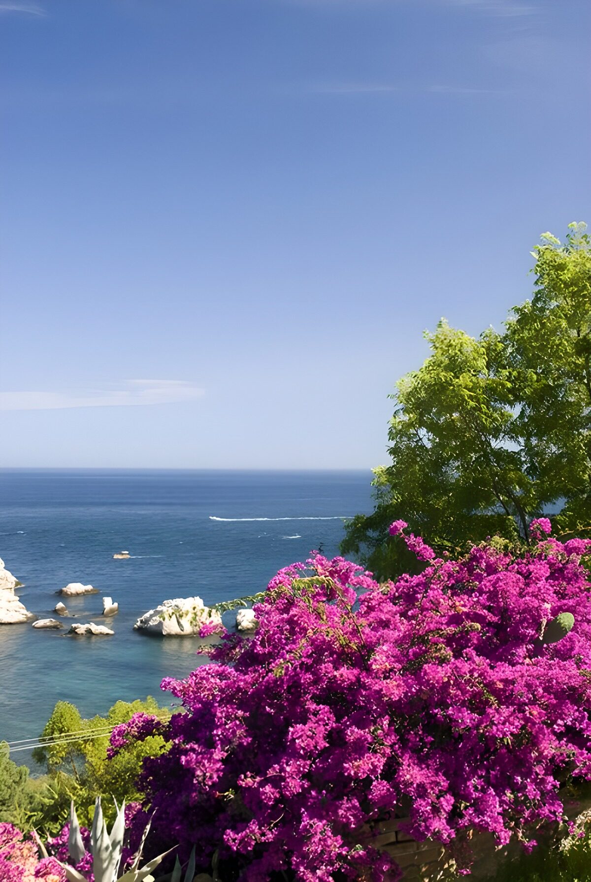 Looking at the sea with Bougainville