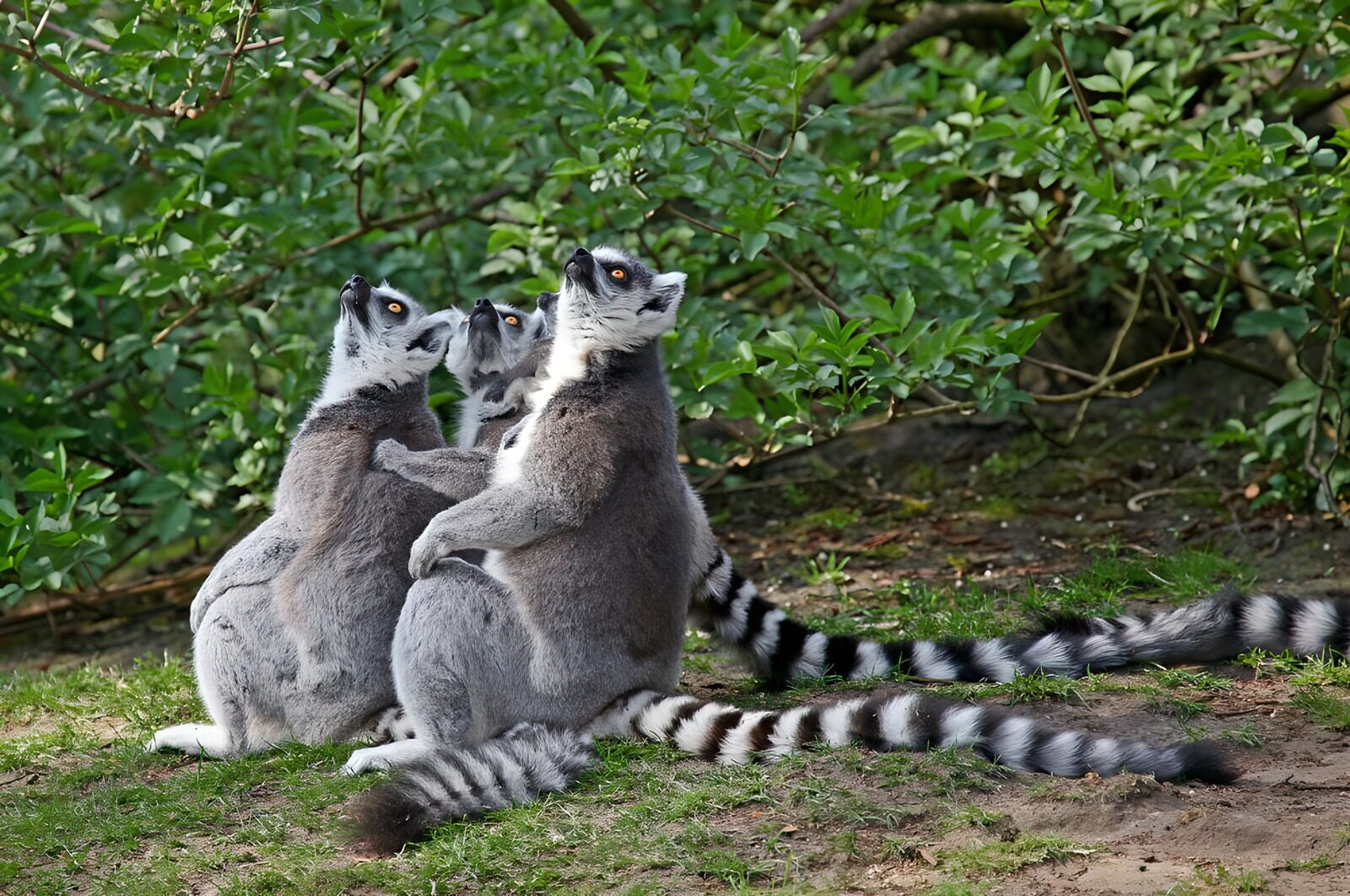 OCUK89834: Group of Lemurs  watching the sky