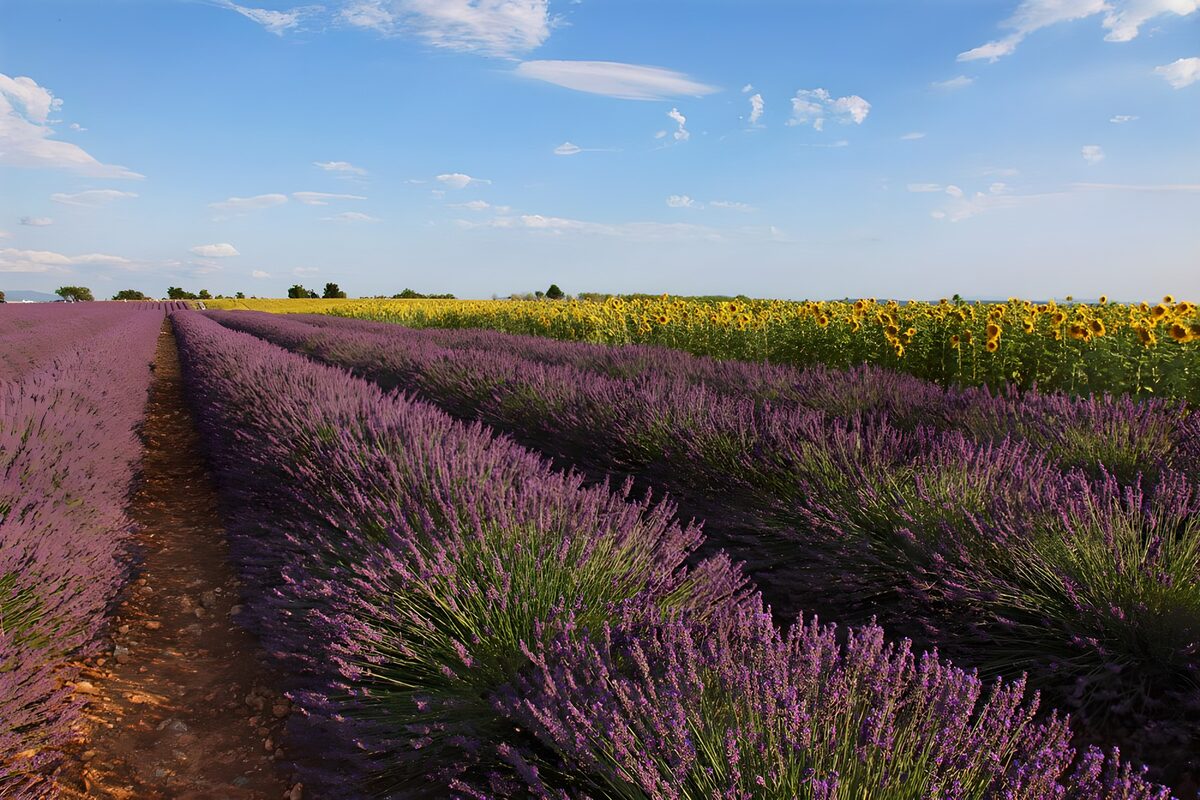 OCUK85642: Lavender and Sunflower Fields