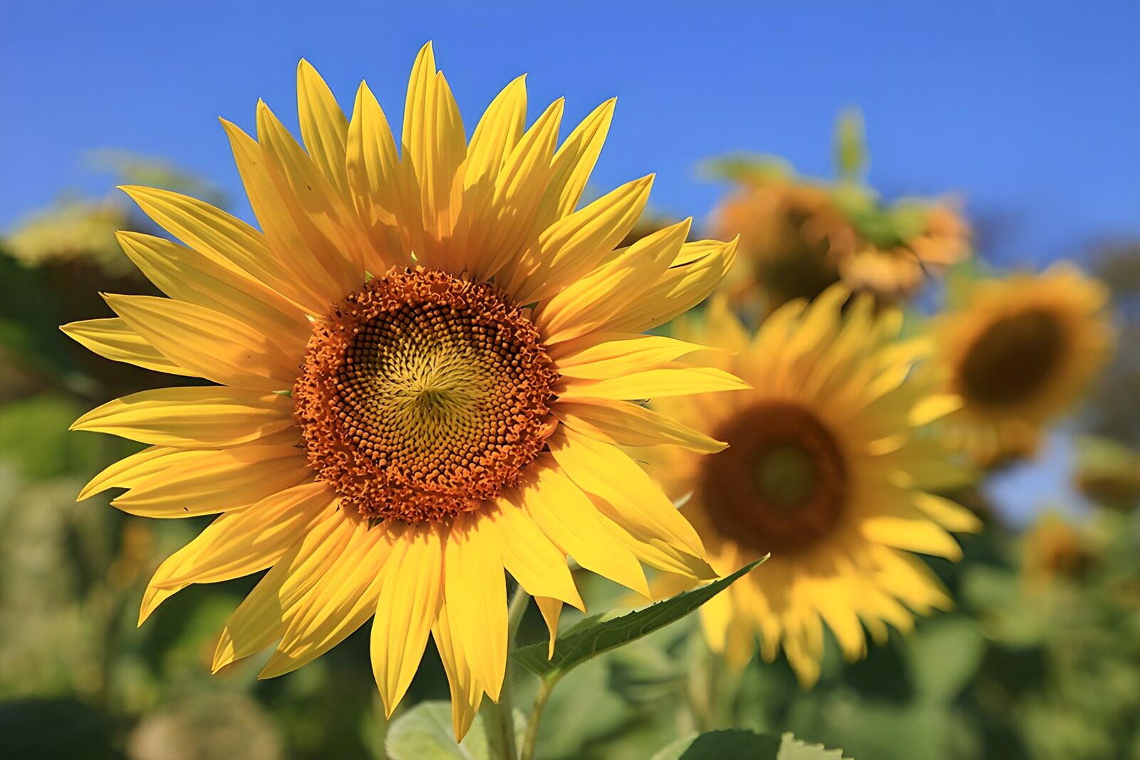 OCUK92792: Vibrant Sunflower in Bloom