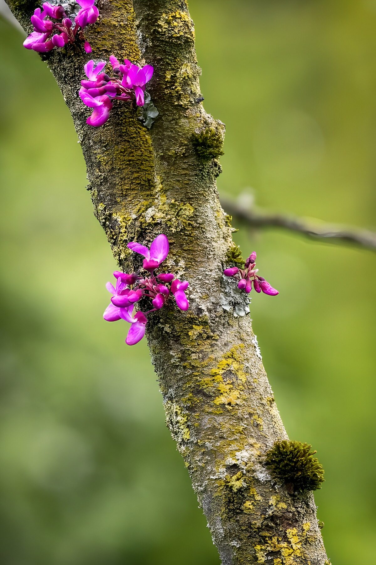 OCUK37849: Vibrant Blossoms on a Tree Trunk