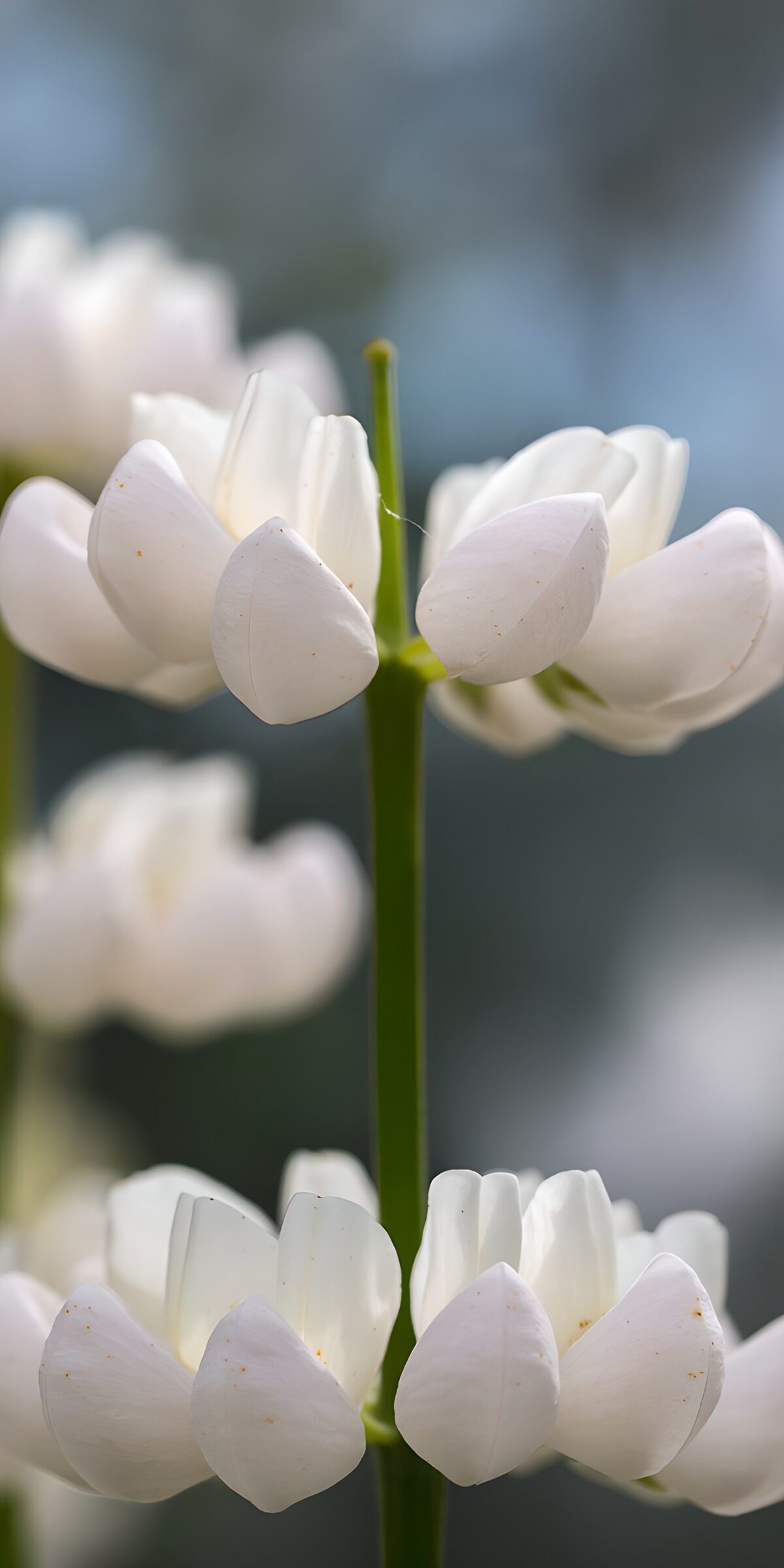OCUK89352: Delicate White Blossoms