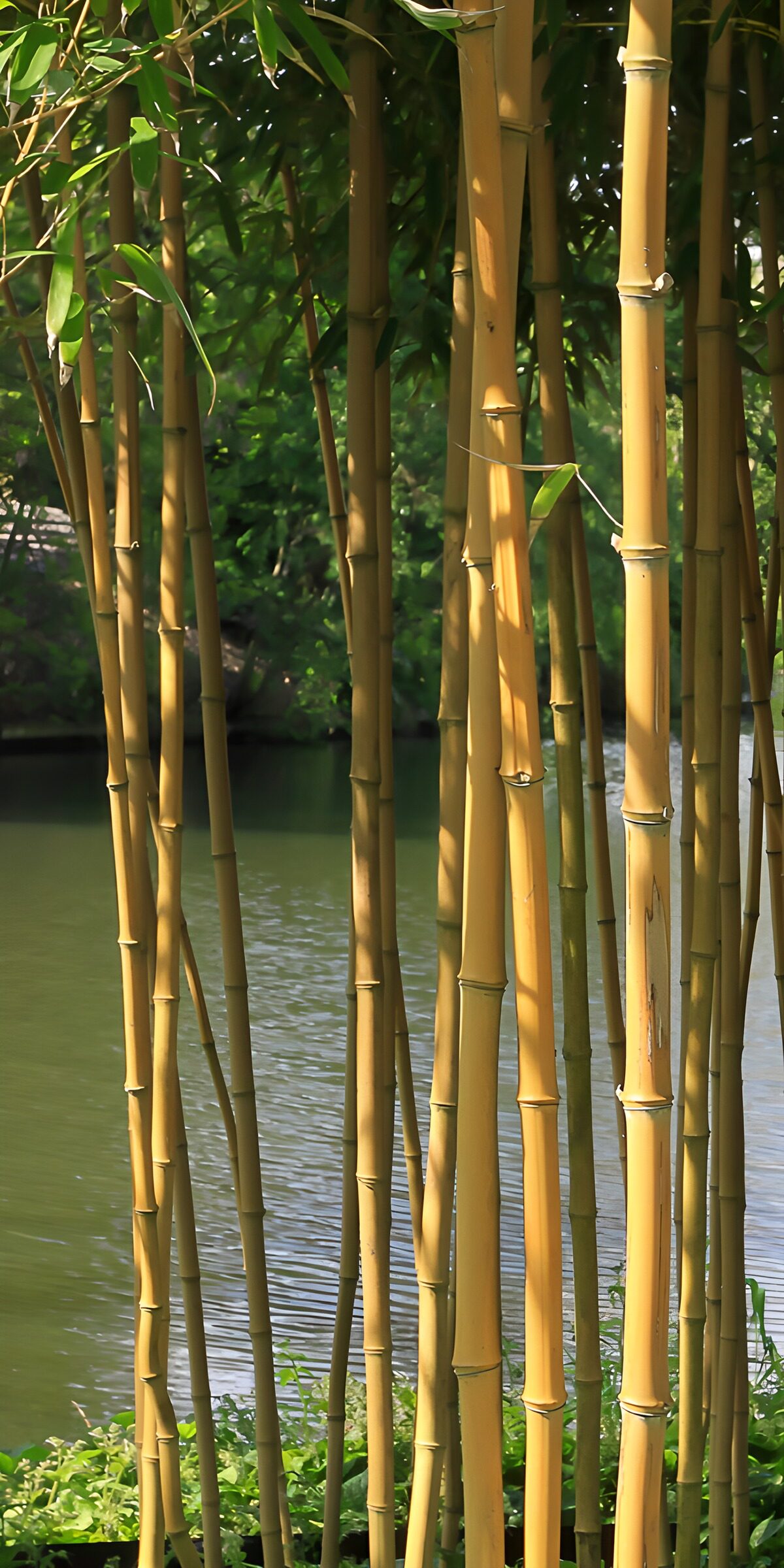 OCUK33867: Tranquil Bamboo by the Water