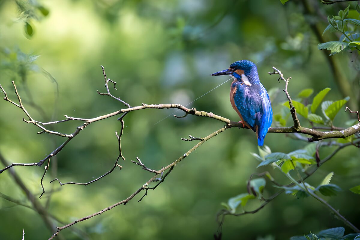 OCUK80841: Majestic Kingfisher on a Branch
