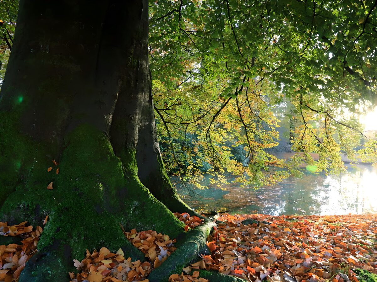 Autumn in park 1