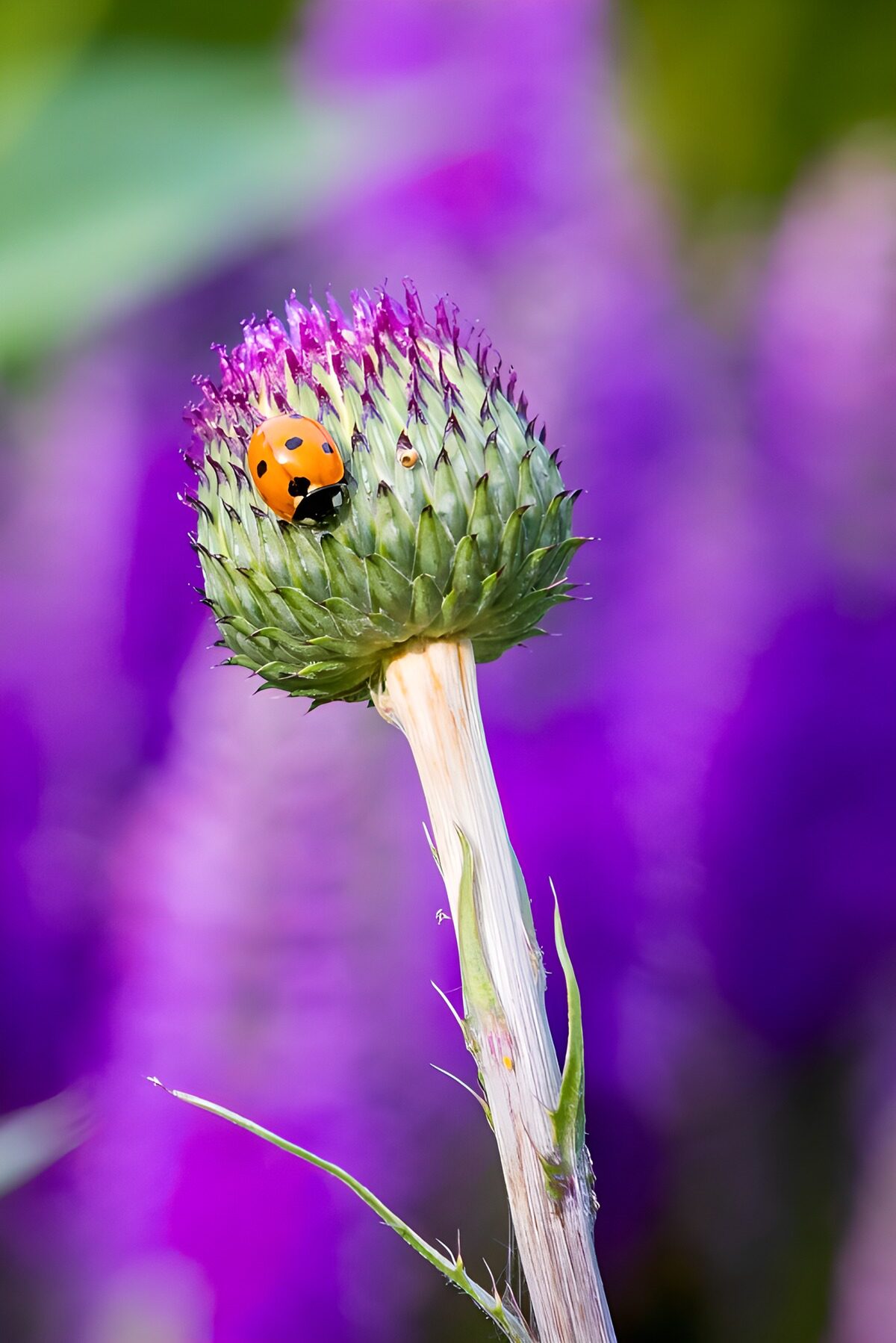 Ladybug on Thistle Bud
