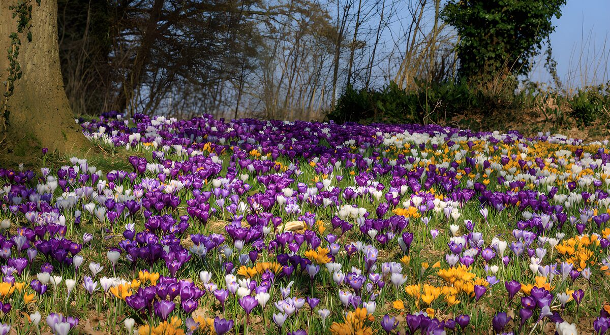 OCUK91610: Vibrant Crocus Blooms in Springtime