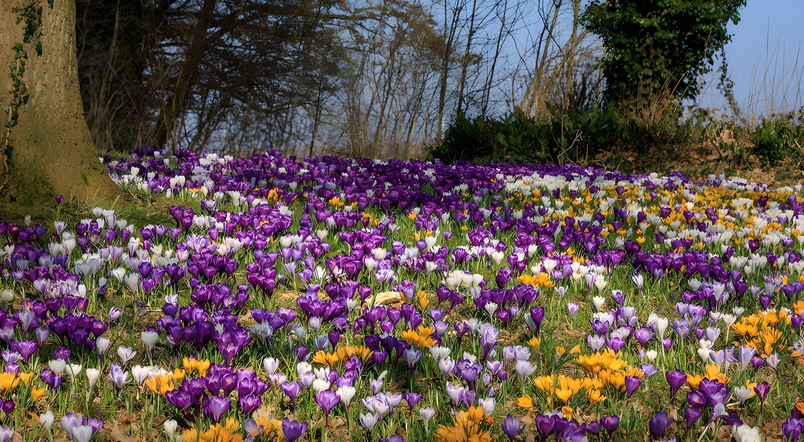 OCUK91610: Vibrant Crocus Blooms in Springtime