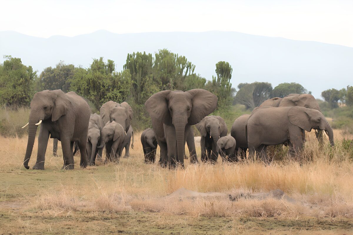 Majestic Elephant Herd in the Wilderness