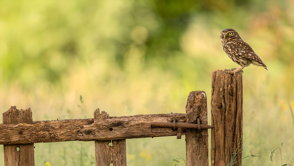 OCUK71426: Wise Owl on a Wooden Post