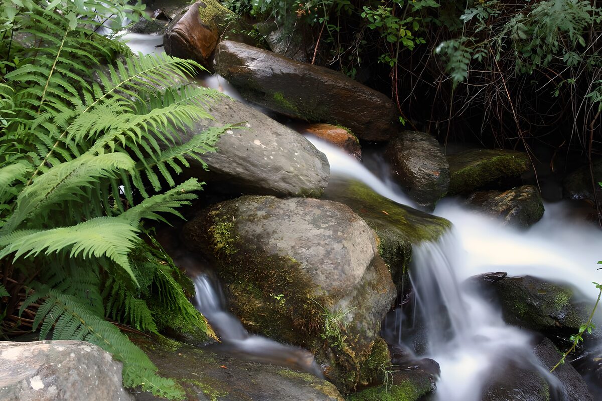 OCUK11880: Serene Stream Amidst Lush Ferns