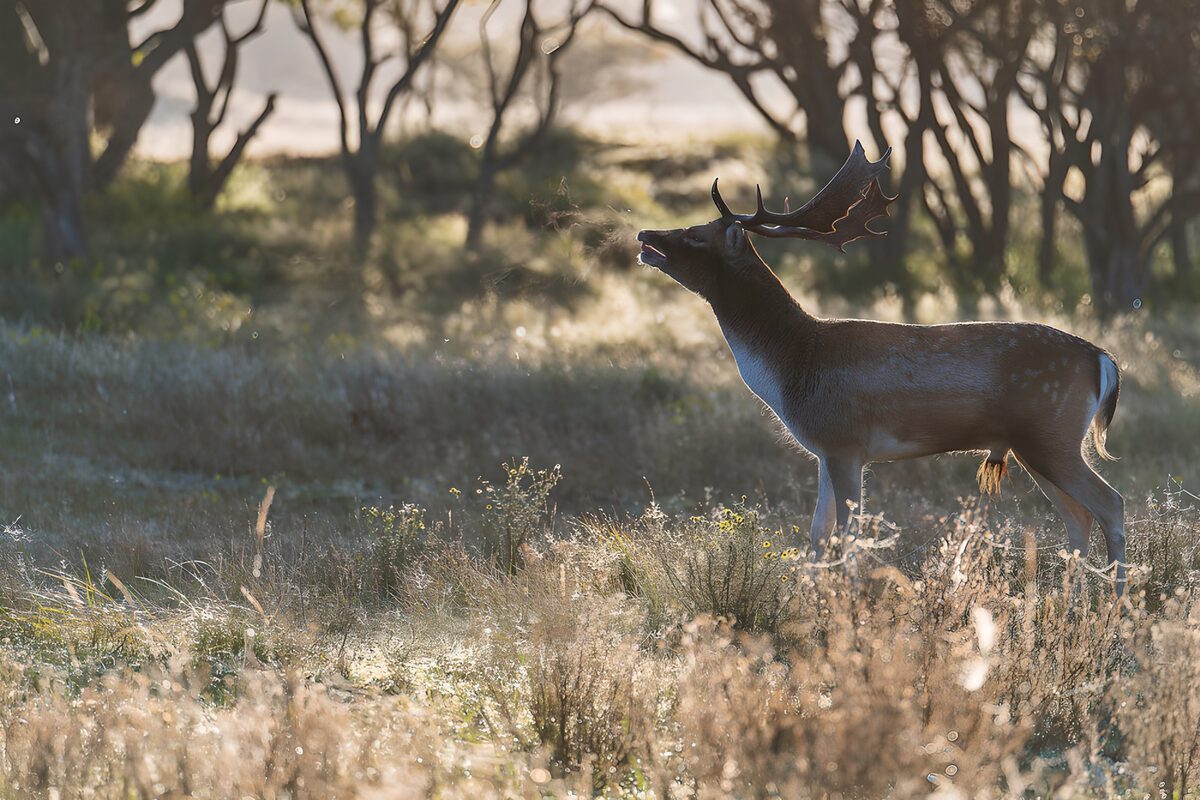 Majestic Stag in Morning Light