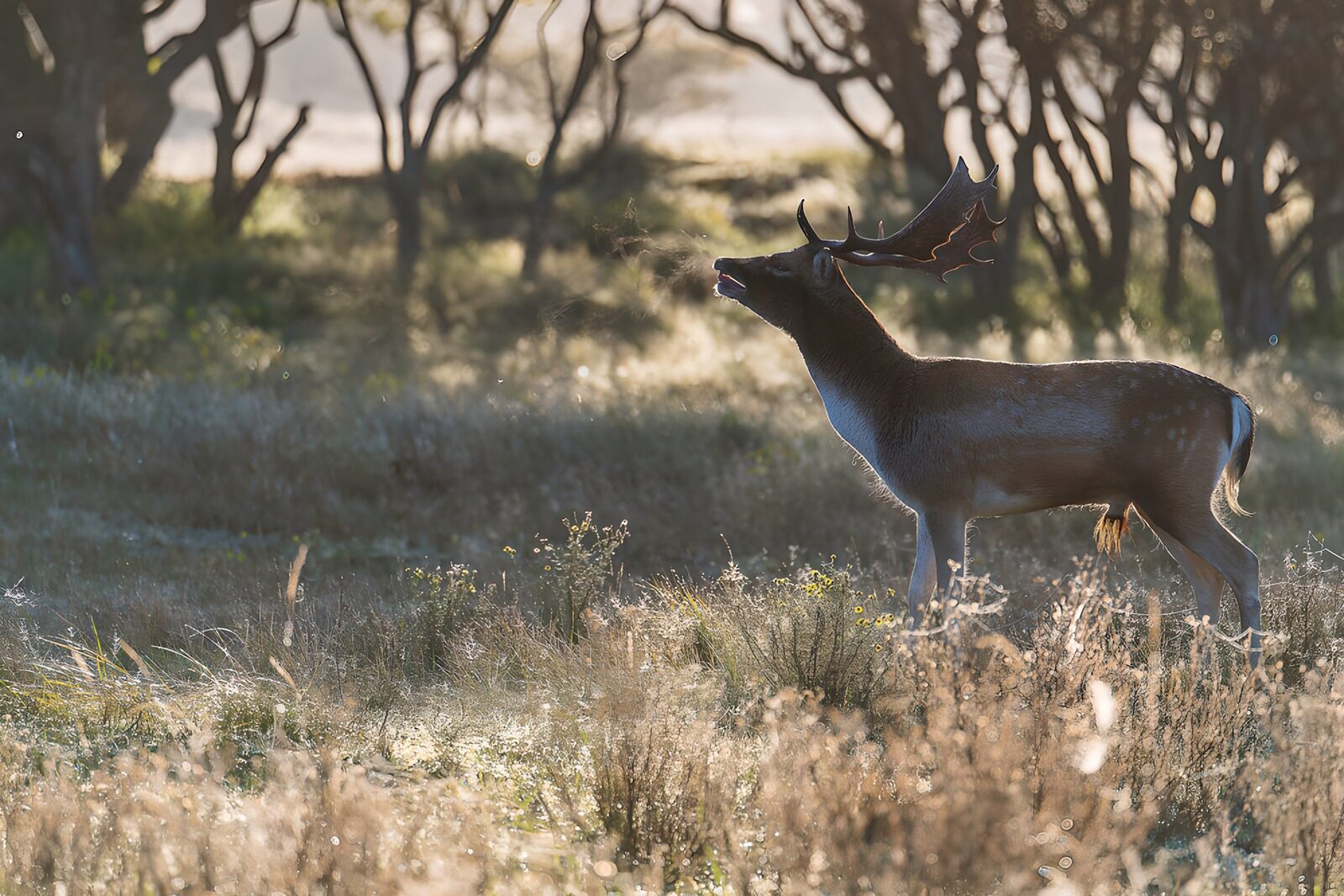 OCUK15880: Majestic Stag in Morning Light