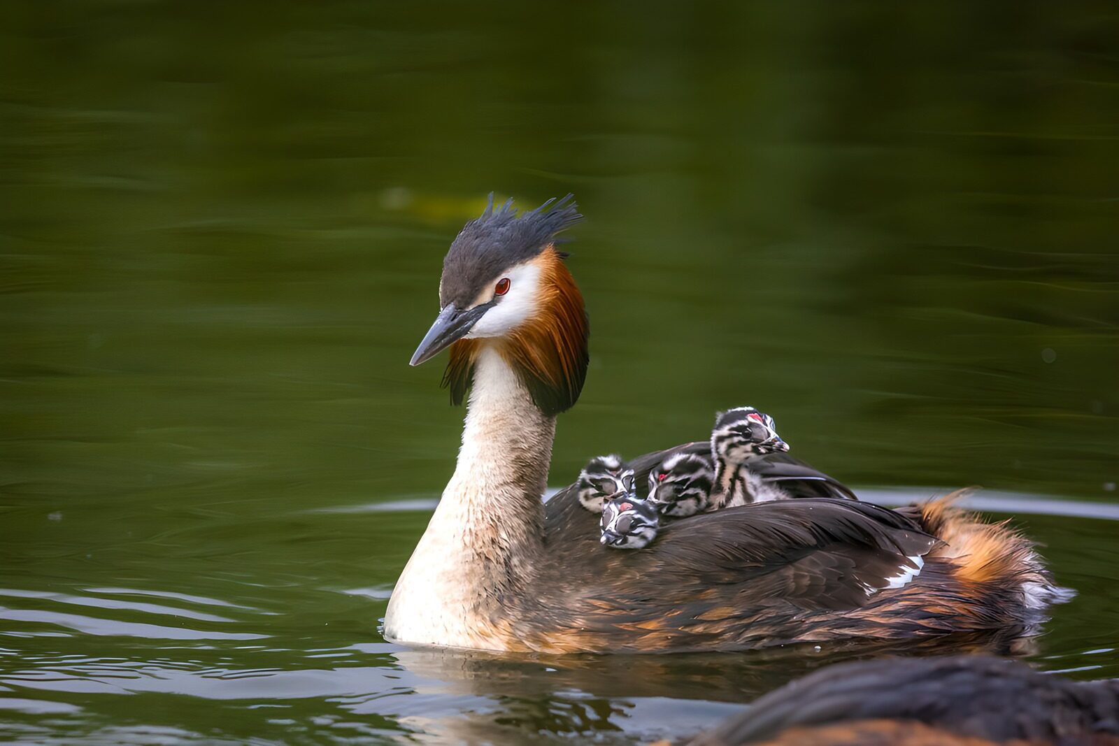 OCUK31256: Proud Parent with Chicks