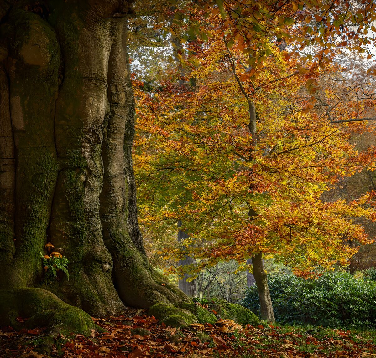 OCUK34974: Majestic Autumn Tree Oasis