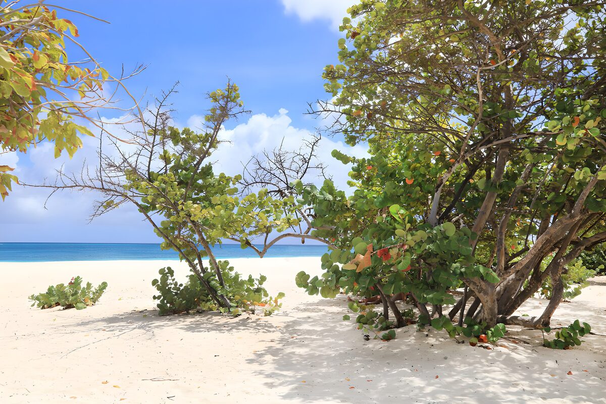 OCUK96279: Tropical Beach with Lush Vegetation