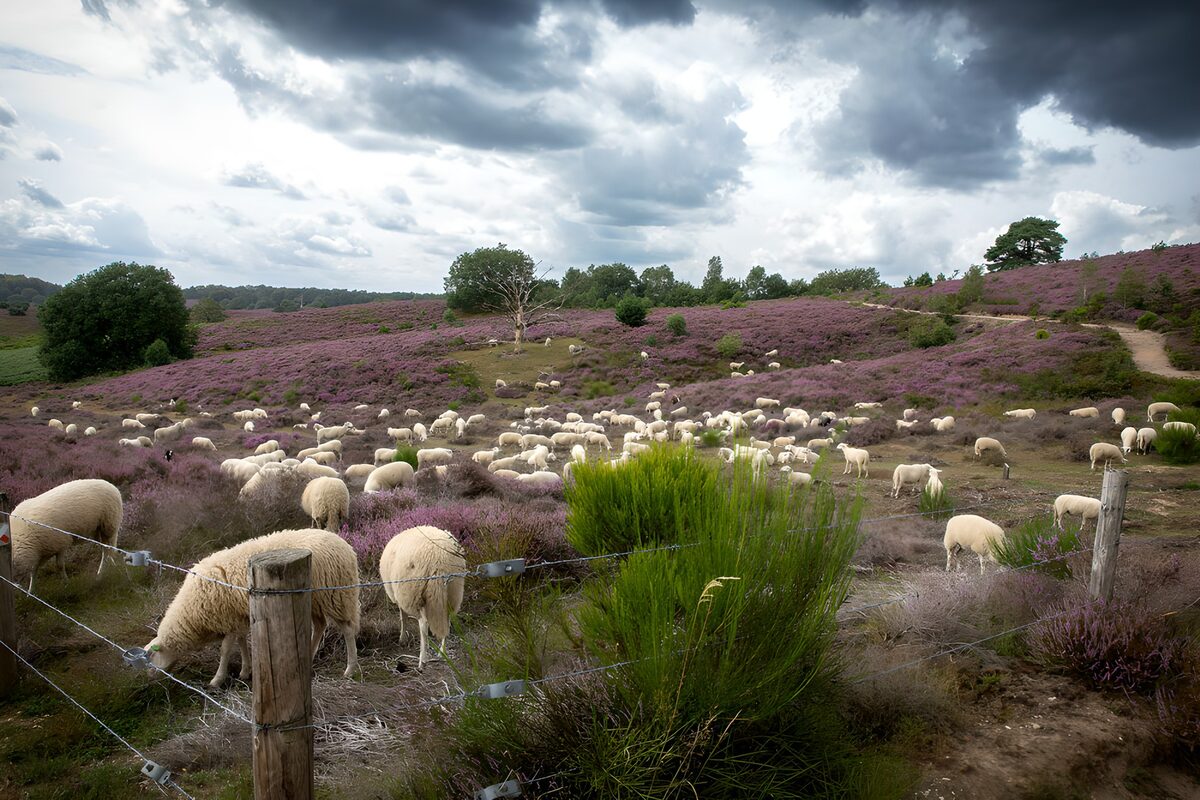 OCUK74872: Serene Sheep Grazing in Lavender Fields