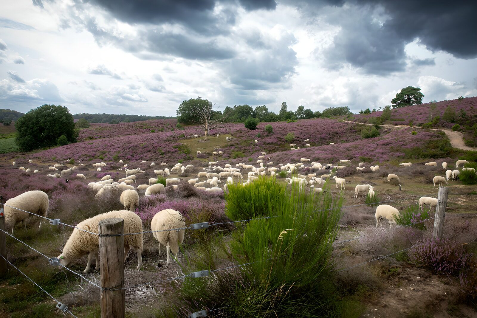 OCUK74872: Serene Sheep Grazing in Lavender Fields