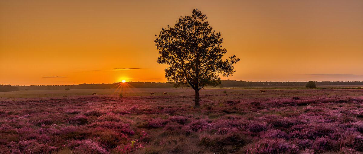 OCUK97381: Serene Sunset Over Purple Heather Fields