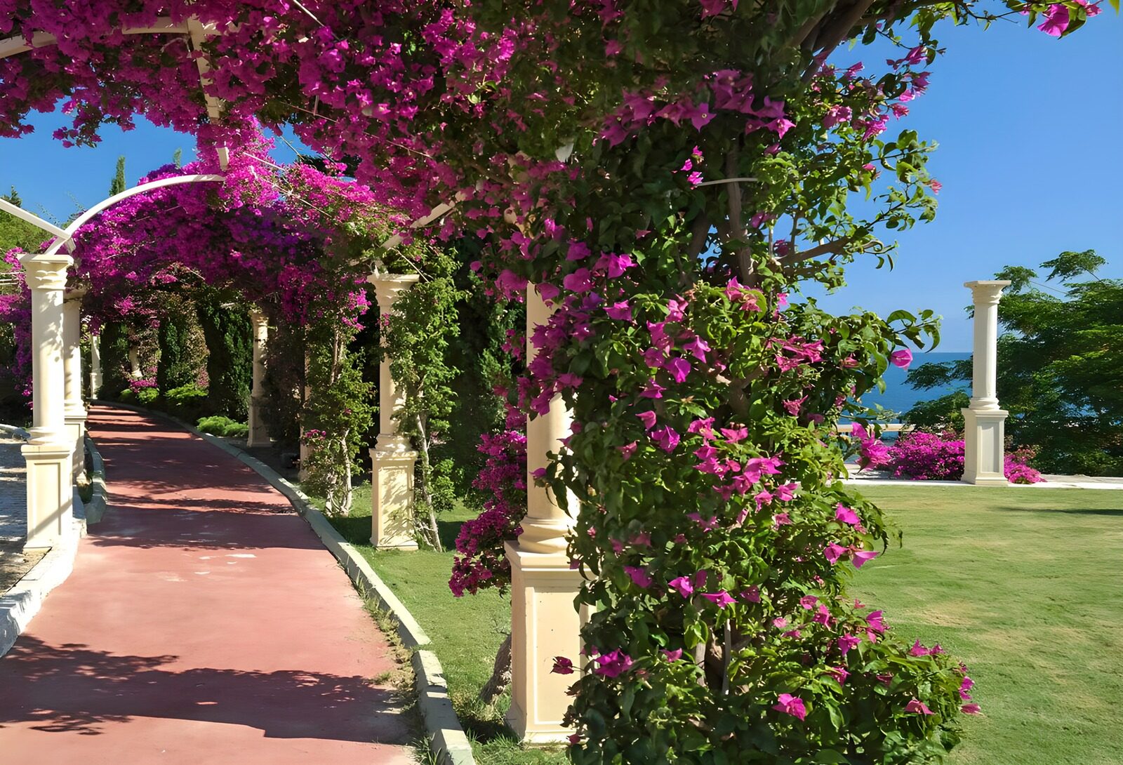 OCUK17820: Vibrant Bougainvillea Pathway