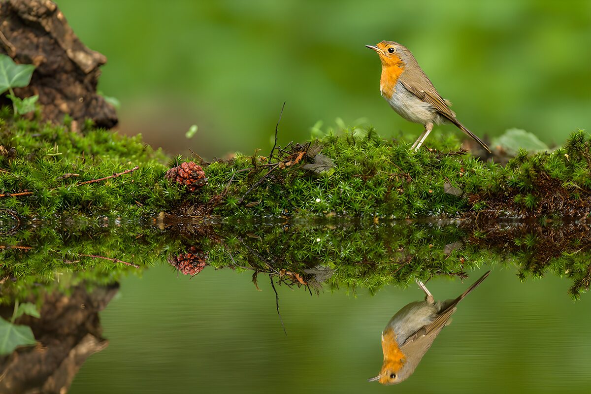 A Moment by the Reflective Water