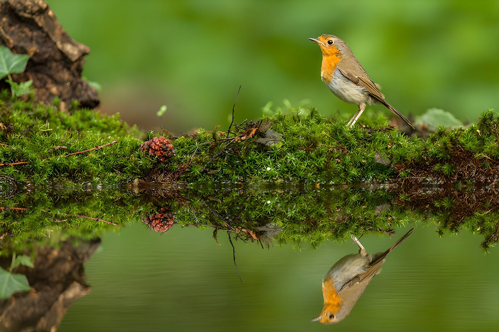 OCUK73870: A Moment by the Reflective Water