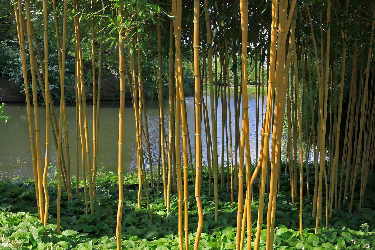 Thin bamboo poles in botanique garden with view on pond