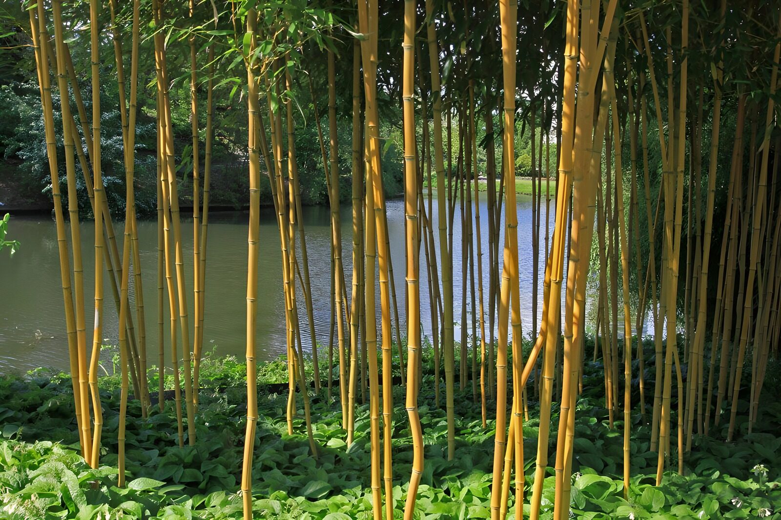 OCUK57472: Thin bamboo poles in botanique garden with view on pond