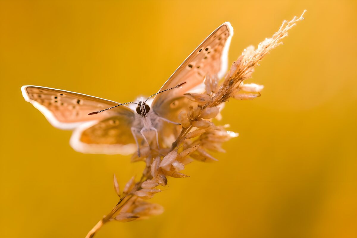 Delicate Butterfly on Golden Grass
