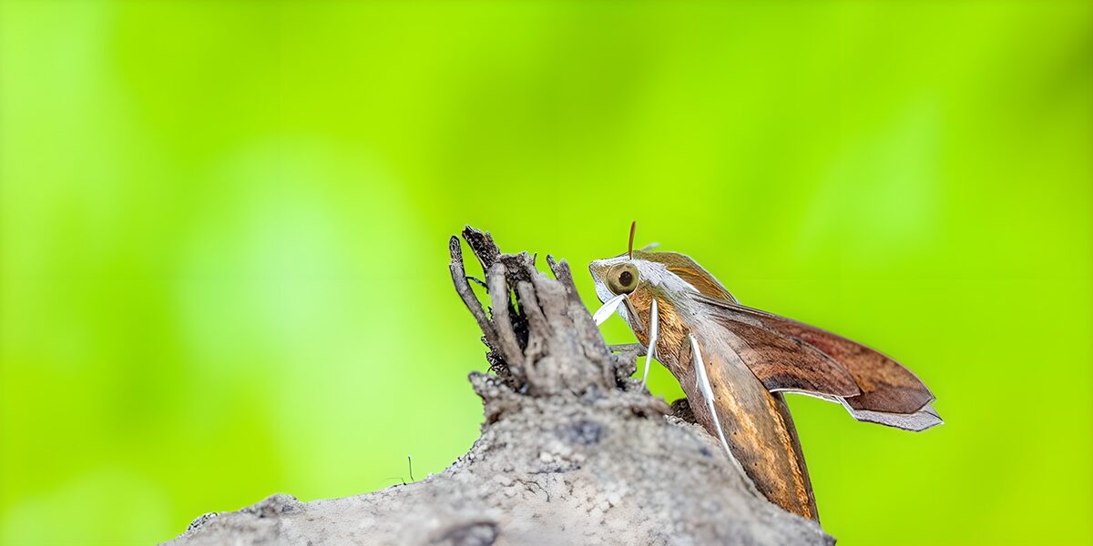 OCUK58828: Beautiful Moth on a Branch