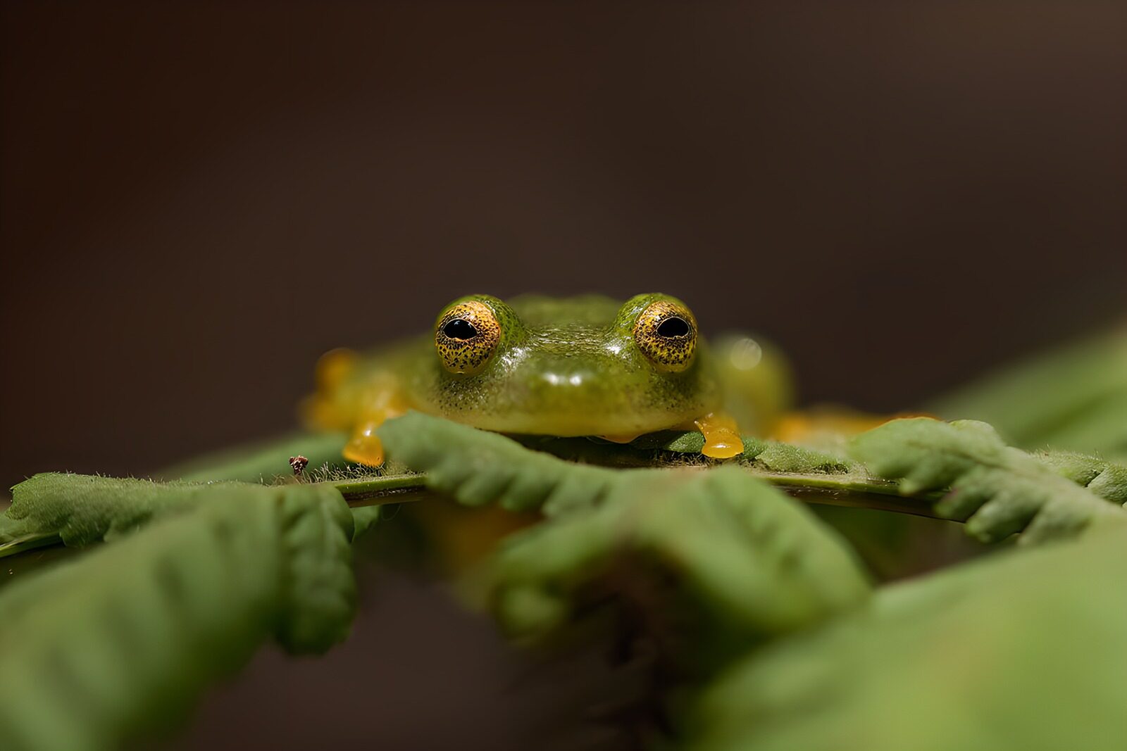 OCUK19299: Close-Up of a Green Frog on Fern
