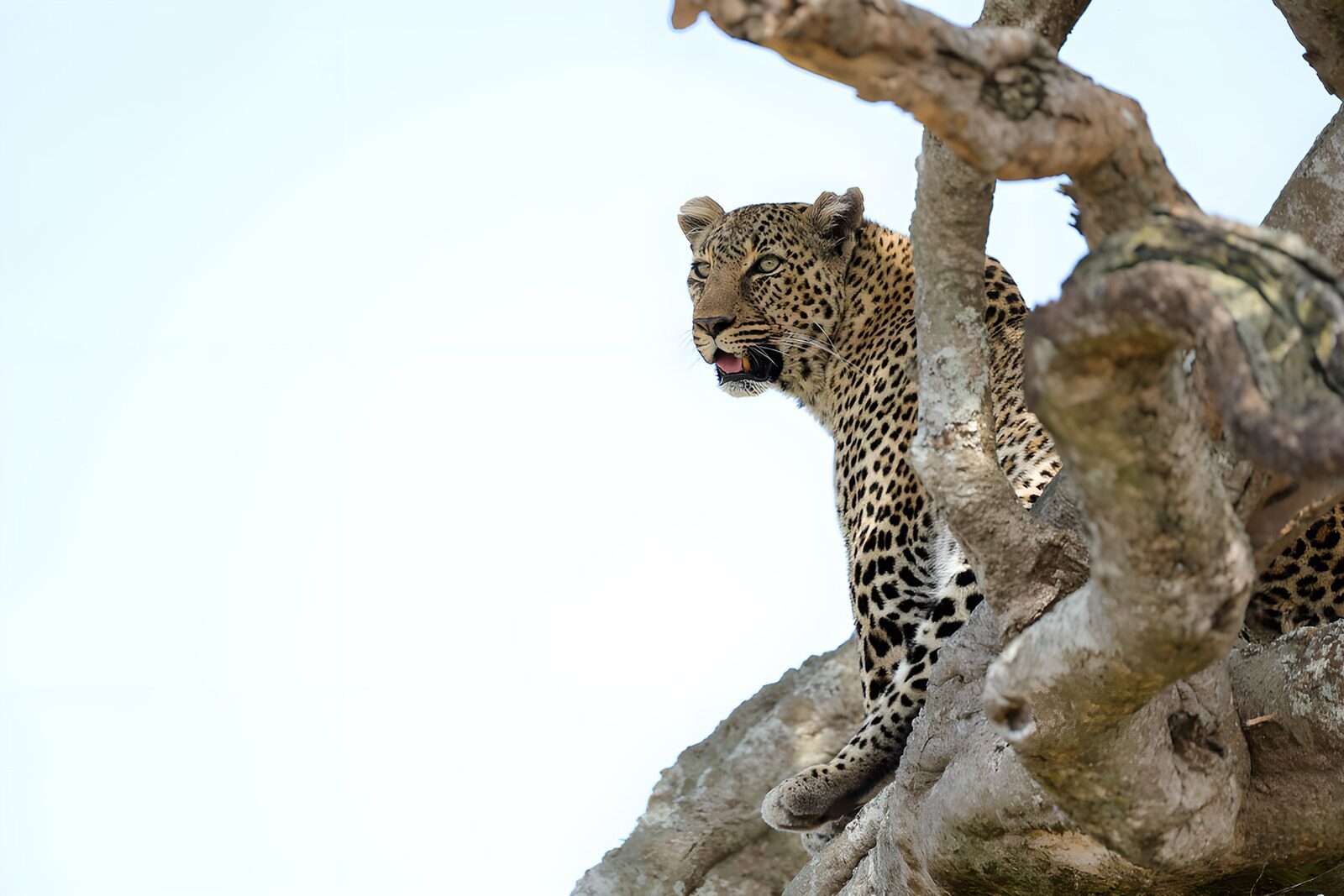 OCUK96082: Regal Leopard on a Tree Branch