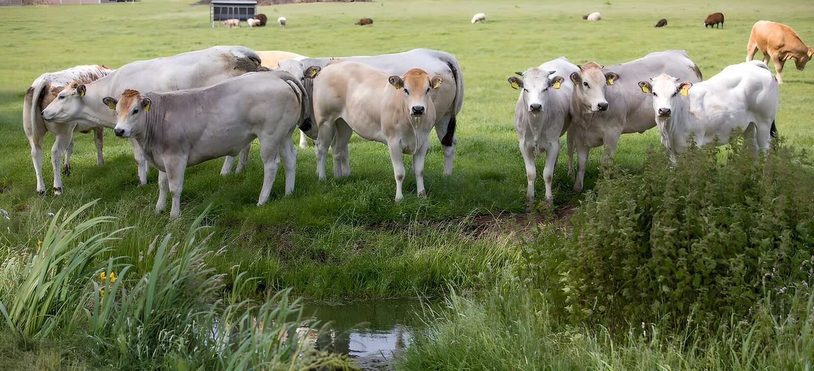 OCUK63739: Curious Cows at the Meadow