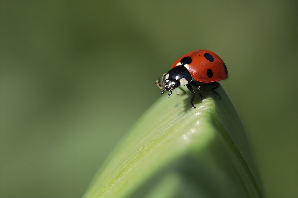 OCUK20209: Charming Ladybug on a Green Leaf