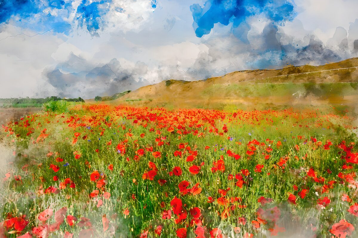 OCUK31913: Poppy Field Under Blue Skies