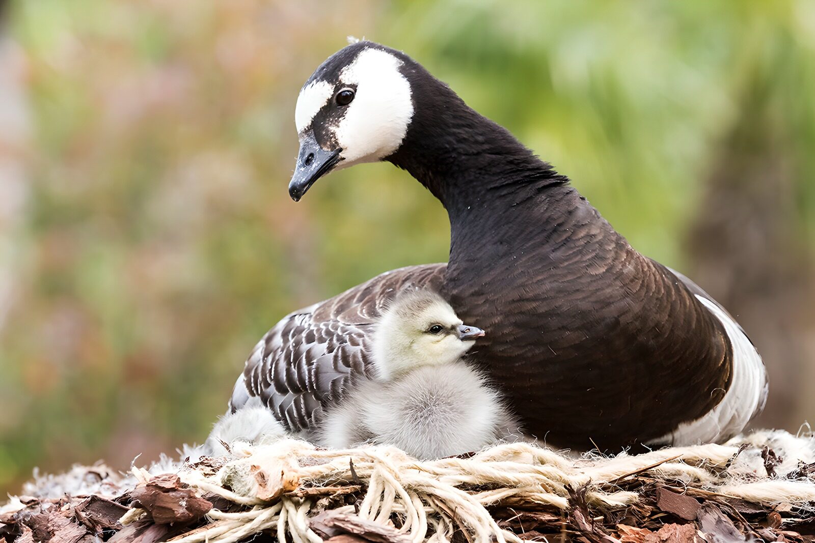 OCUK70465: Caring Moments: Goose and Chick